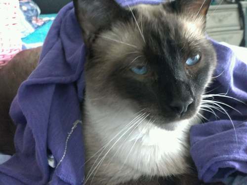 The life and times of Oreo, half Himalayan and half Siamese cat who misses his BCFF fatty tabby, Becks.
