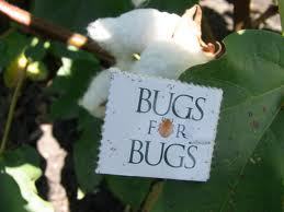 Insectary in Mundubbera, QLD producing beneficial insects for biological control