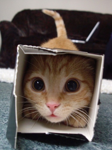 yamahideomi's profile picture. こにゅにゃちは！
オーストラリア在住ですが、日本のニュースが
気になって気になってしゃーないです。
ので、よろしく！