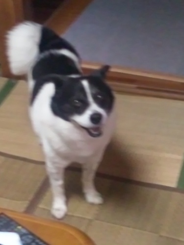 Ｔｗｉｔｔｅｒ初心者で使い方あまりわかりません。よろしくお願いいたします。