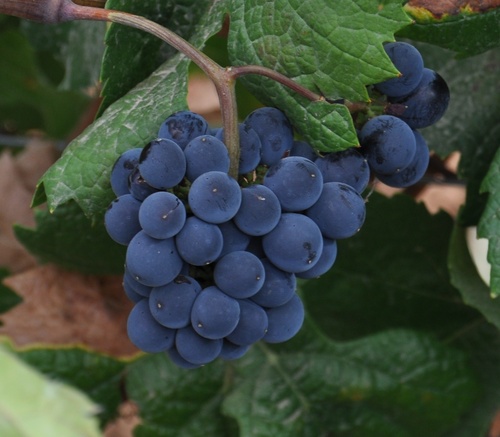 MobergJorgen's profile picture. 