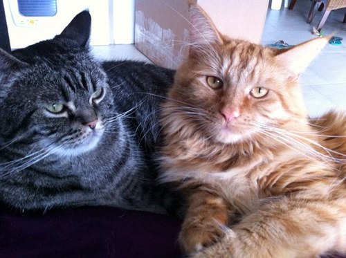 Che_Apao's profile picture. 