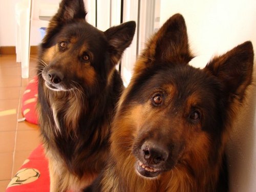 abernalk79's profile picture. Sevillista, amante de los animales y de las personas que lo merecen. Hago RT si hablas de igualdad, de justicia. Este modelo de mundo no funciona, comprobado