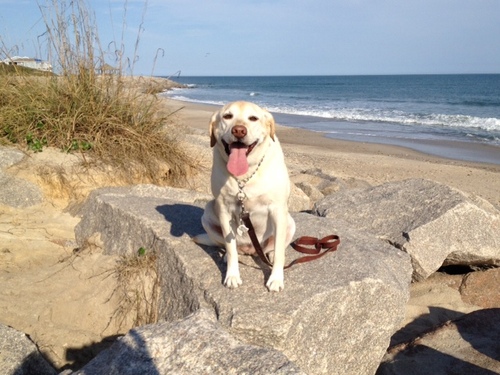 LacyLab's profile picture. I live in Wilmington, NC with my Mom and Dad and my 3 kitty cats. We are best friends. I am a certified Pet Therapy dog along with my Dad. We love it!