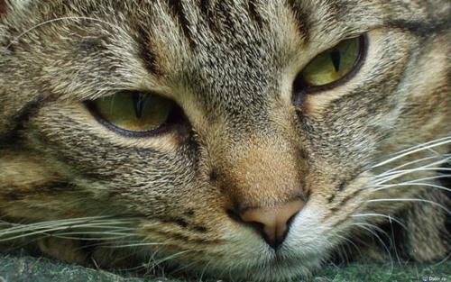 grustniy__kot's profile picture. «Вся военная пропаганда, все крики, ложь и ненависть, исходят всегда от людей, которые на эту войну не пойдут». (с) Джордж Оруэлл.