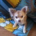 wendy pace - @Wendy_Cat_Lady - Twitter