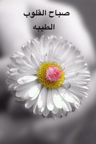 baqer_s's profile picture. 