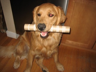 JasperDoggy's profile picture. I'm a 2yo Golden who loves swimming, raw bones, soft frisbees, squeaky plush toys, and getting scratched on that perfect spot that makes my leg kick.