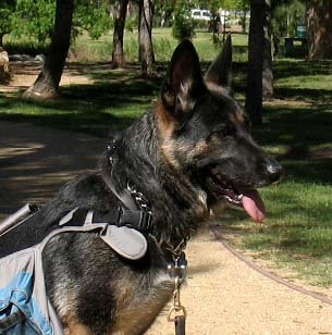 K9SoCal's profile picture. K9 Trainer 
https://t.co/yifaCBkunO
Photographer
https://t.co/wq19coM5gO


MCH Photography