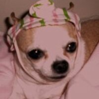 Guru Chihuahua (@guruchihuahua) 's Twitter Profile Photo