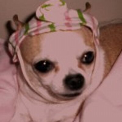 GuruChihuahua's profile image