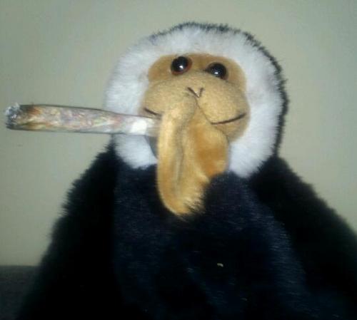 moyocapuchino's profile picture. 