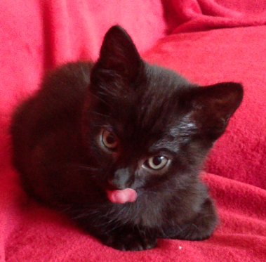 Billie and Jazz,
Born on the streets of Hollywood, these two orphaned kittens have dreams to be big stars and help animals!
Follow them as they become famous!