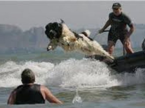 NewfoundFriends's profile picture. We are a team of giant Newfoundland dogs who use our skills as lifesavers to raise money for children's charities.