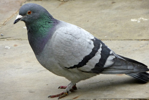 Call or text 347 719 1499 in New York City! We specialize in Pigeon Removal and prevention.