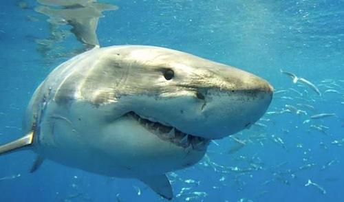 ScottDeVore13's profile picture. Student, Athlete, Uncle, Shark Diver, Realist