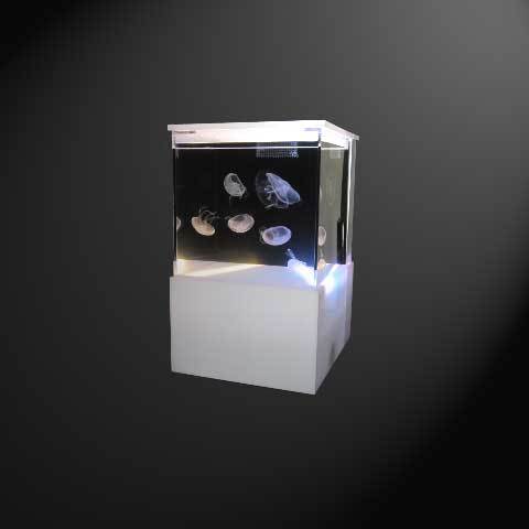 Sunset Marine Labs is dedicated to breeding healthy tank raised Moon Jellyfish. Check out our new Jellyfish Aquarium the EON at http://t.co/vN49n52QFB