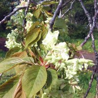 榮 蔵 (@eizow_2) 's Twitter Profile