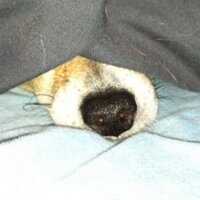 Simon Canning (@canning30) 's Twitter Profile