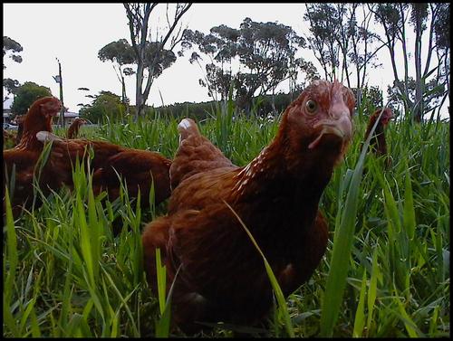 Gumview's profile picture. A Free Range Hen doing what all Free Range Hens should be able to do- Roam around a 1 hectare Range Yard with no more than 1500 of her closest mates!