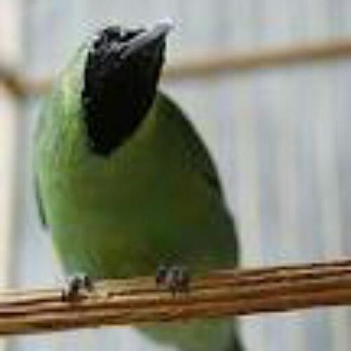 KicauMania_Bjm's profile picture. Wadah berbagi pengalaman dan info kicau mania Banjarmasin dan sekitarnya