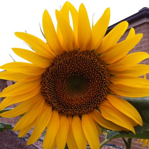 teewtnat's profile picture. 