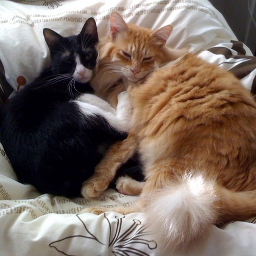 fukuchan0102's profile picture. mars3,iPhone15,iPadmini5,EOS1DX2,EF100-400を使ってます。 10cm以下のサイズでミリタリーがメイン。#RJOI #144スケモ ＃ボトムズ#3Dプリンタ