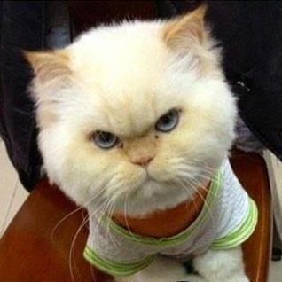 Tekkiila's profile picture. Il vaut mieux savoir quelque chose de tout que tout de quelque chose - Pascal