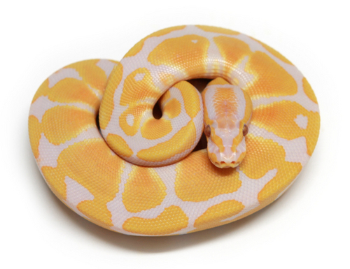Specialize in selectively bred Ball Pythons.  No shortcuts, only the best quality Ball Pythons are in my collection!
