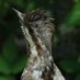 Landguard Bird Obs (@landguardobs) Twitter profile photo
