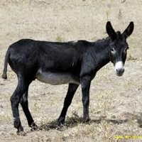 Levent Coşkun (@dclevent) Twitter profile photo