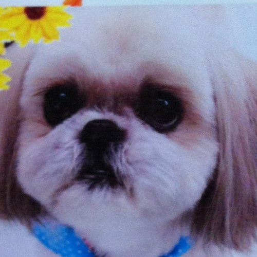 sudachishu0412's profile picture. 