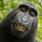 arrobato's profile image