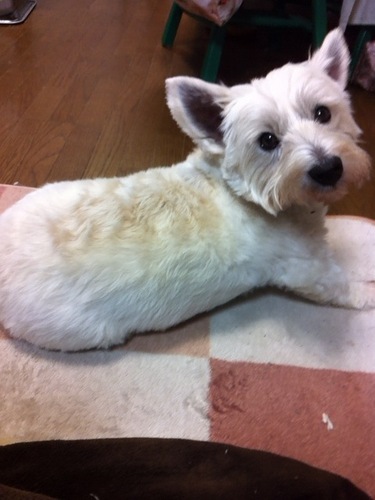 shilven's profile picture. うっすらバンドリーマー。最近V見てます。