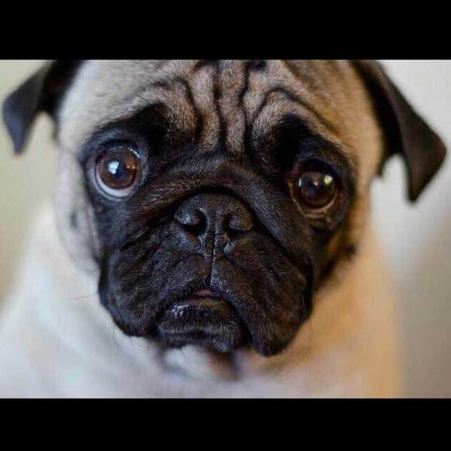 Its tough being a Pug in the World today, Lucky me, I am the official PUG of http://t.co/d2F87hiPkU
Check us out for the Latest Fashions