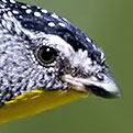 BirdingOz's profile picture. Australia's Premier Online Birding Community