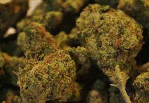 superweedwoman's profile picture. Get High, Live Life.............And Um..........Oh Shit..........Oh Yea...........FUCK!............Got It, Follow Me :)