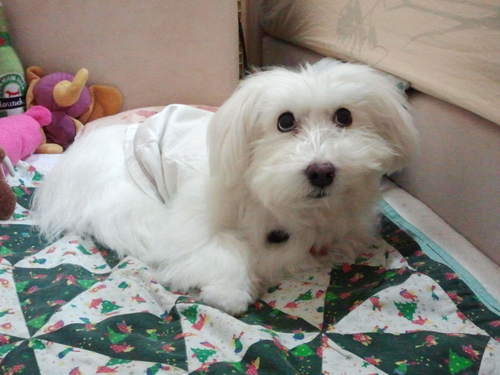 Whisppy's profile picture. I am Whisky, the spokesfurry for The Furries Of Whisppy. Sometimes, when I feel generous, I will allow my furblings to say something here. Heeheehee.