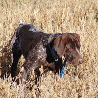 CV Outdoors (@cvo_hunt) 's Twitter Profile