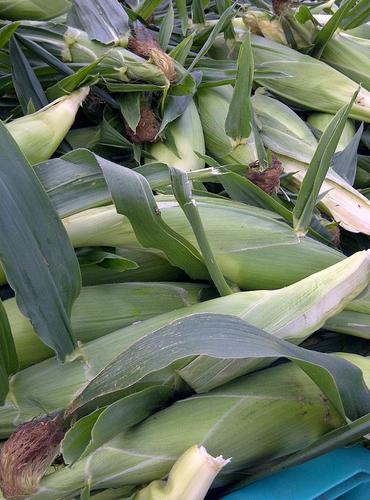 AardenFarms's profile picture. Hogs, grain, and market garden farm