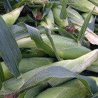 Dennis Aarts (@aardenfarms) 's Twitter Profile