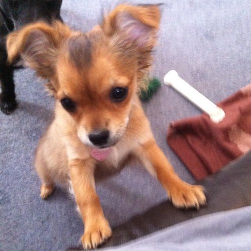 MinxySuperpup's profile picture. This is my jail account please follow @MinxSuperpup or @dogs_furever thanks