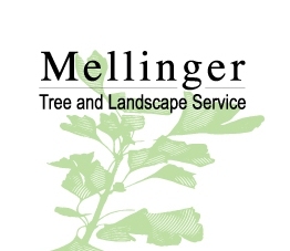 LA based Tree Service & Consulting since 1983. Certified Arborists. Pruning, Disease Diagnosis, Planting, Removal, Cat Rescue,  Firewood, Mulch, Expert Witness