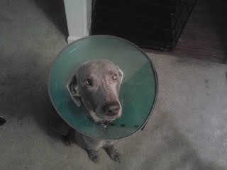 adognamedGEORGE's profile picture. Large weimaraner, totally not neurotic at all...