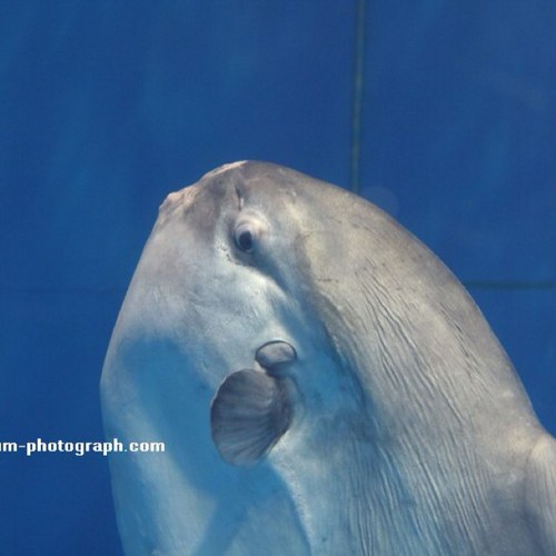 水族館にいるあのマンボウがTwitterをやっていたら…という管理人の自己満bot。ゆるゆるとしたマンボウと水槽の仲間たちとふれあいを楽しんでください！  ウツボくん→親友  ジンベイザメさん→尊敬  鯵くん達→可愛い後輩  クマノミさん達→よいご近所  エイちゃん→片思い中