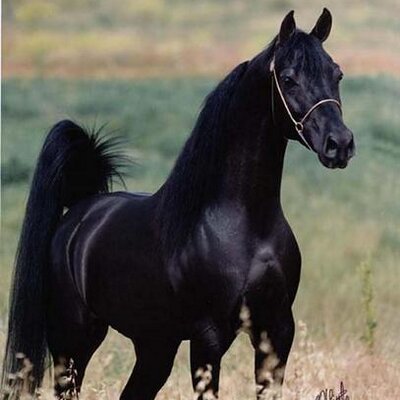 latqool's profile image