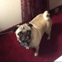 dawn crane - @crane_dawn - Twitter