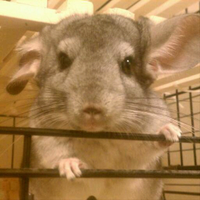 oji tksd (@a_dirty_maggot) 's Twitter Profile