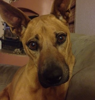 jelisea's profile picture. Truth in my soul, peace in my mind, and chile in my veins.