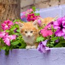 Fay Chaves - @faychaves61 - Twitter